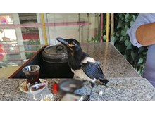 Yaralı yavru saksağanı iyileştirip eğitti