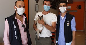Amasya’da kaybolan kedi Çorum’da bulundu