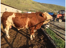 “Altınbaş” size kurban olacak…