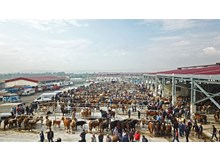 Hayvan pazarına ücretsiz servis