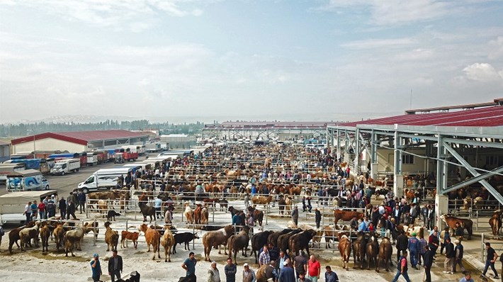 Hayvan pazarına ücretsiz servis (2)