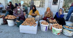 Kargı'da mantarlı günler