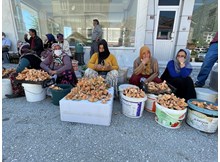 Kargı'da mantarlı günler