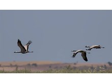 Telli turnalar 17 yıl sonra ilk kez yuva kurdu