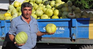 10 dilim kavun tezgahlarda