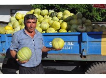 10 dilim kavun tezgahlarda