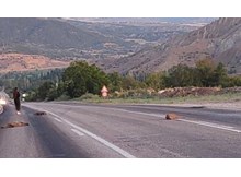 Domuz sürüsüne araç çarptı