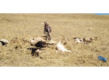 Sürüye saldıran kurt, 30 hayvanı telef etti