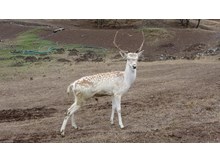 Sıklık Tabiat Parkına alageyik salındı