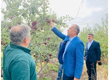 Çorum’dan 14 ülkeye elma ihracatı!