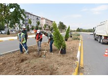 Fevzi Çakmak 3. Caddede ağaç dikim çalışması