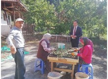 Oğuzlar’da ceviz hasadı başladı