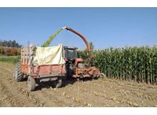 Silajlık mısır hasadına başlandı