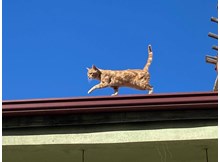 Kedi bu çatıyı çok sevdi, 4 yıldır inmiyor