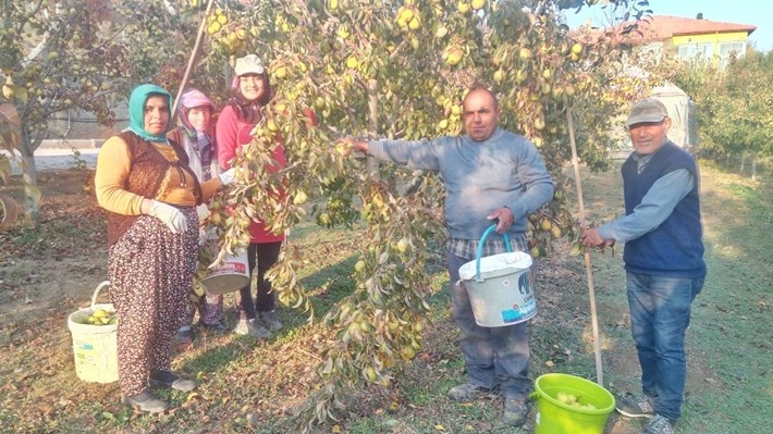 SUNGURLU'DA DEVECİ ARMUDU HASADI