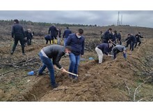 Yanan orman tekrar yeşerecek