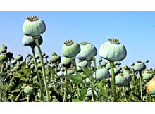 Ortaköy’ün haşhaş kotası yükseltildi