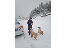 Jandarmadan örnek davranış