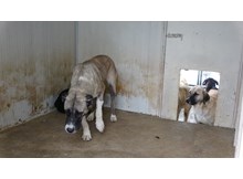 Sokak hayvanları için klimalı misafirhane