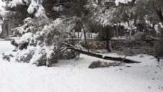 Kar yağışına dayanamayan ağaçlar kökünden söküldü