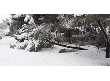 Kar yağışına dayanamayan ağaçlar kökünden söküldü