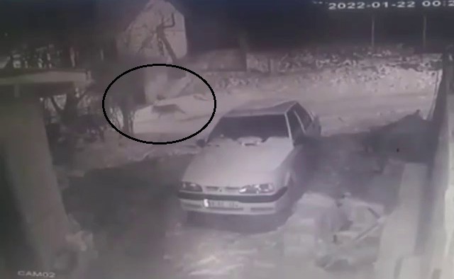 AÇ KALINCA KÖYE İNEN KURT KAMERAYA YANSIDI