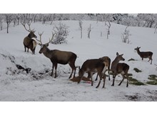 “Sokak ve yaban hayvanlarını aç bırakmayalım”