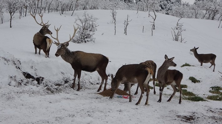 TÜRKİYE'NİN İLK FAUNA TANITIM ALANINDAKİ YABAN HAYVANLARINA YEM BIRAKILDI KARDA YEM BEKLEYEN GEYİKLER HAVADAN GÖRÜNTÜLENDİ VALİ YARDIMCISI DR. HAKAN KUBALI: 