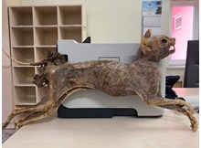 Cami tadilatında 80 yıllık hayvan cesedi bulundu