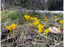 Dünyanın merkezi çiğdeme büründü