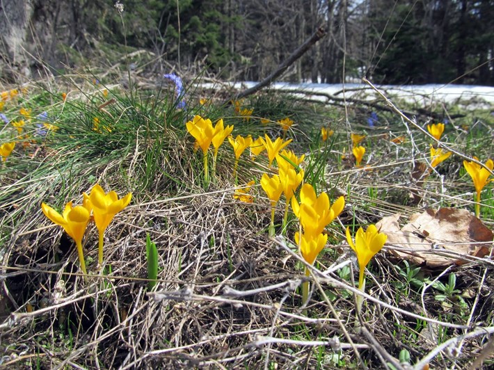 Kaz çiğdemi ( Crocus gargaricus )