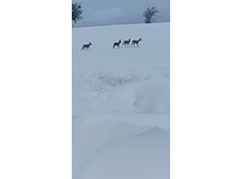 Aç kalan karacalar yol kenarına indi