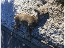 Yaban hayvanları donarak ölüyor