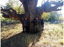 10 asırlık ağaç koruma altına alınacak