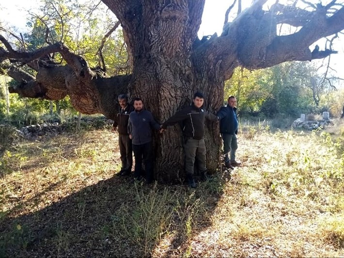 OSMANCIK'TA 10 ASIRLIK AĞAÇ KORUMA ALTINA ALINACAK