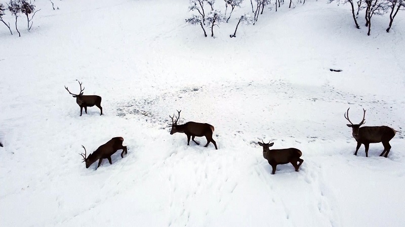 TÜRKİYE'NİN İLK FAUNA ALANINDA KIŞ GÜZELLİĞİ TABİAT PARKINDAKİ YABAN HAYVANLARI HAVADAN GÖRÜNTÜLENDİ