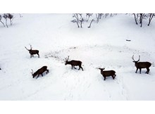 Fauna alanında mest eden kış güzelliği