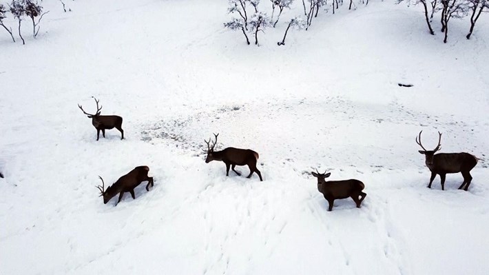 TÜRKİYE'NİN İLK FAUNA ALANINDA KIŞ GÜZELLİĞİ TABİAT PARKINDAKİ YABAN HAYVANLARI HAVADAN GÖRÜNTÜLENDİ