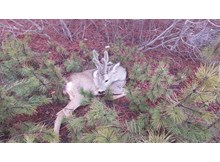 Yaralı karaca tedavi altına alındı