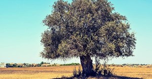 ADD: “zeytin hayattır, zeytinliklere kıymayın”
