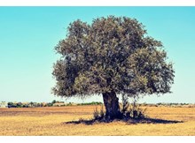 ADD: “zeytin hayattır, zeytinliklere kıymayın”