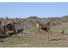 Kızılgeyikler doğaya salındı