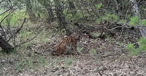 Çorum ormanlarında ‘Anadolu vaşağı’