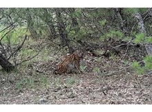 Çorum ormanlarında ‘Anadolu vaşağı’