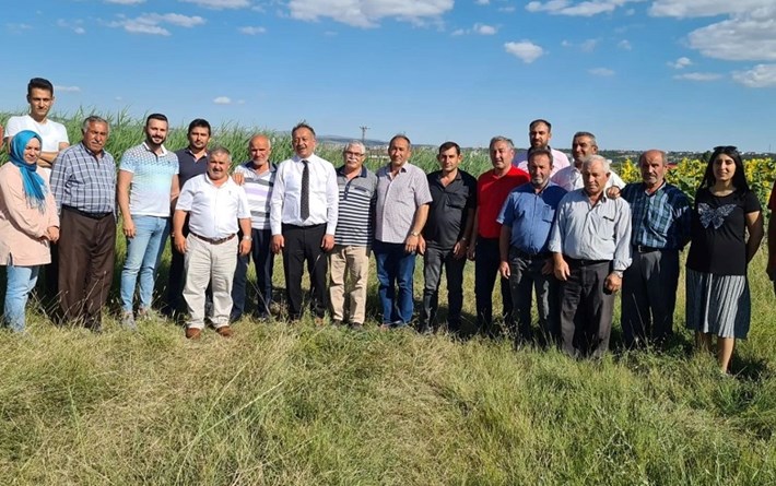 ÇORUM'DA AYÇİÇEĞİ ÜRETİMİNDE REKOR REKOLTE BEKLENİYOR