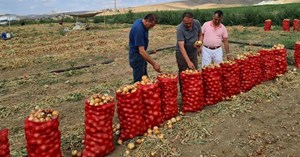 Soğan üretiminde Türkiye ikincisiyiz