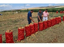 Soğan üretiminde Türkiye ikincisiyiz