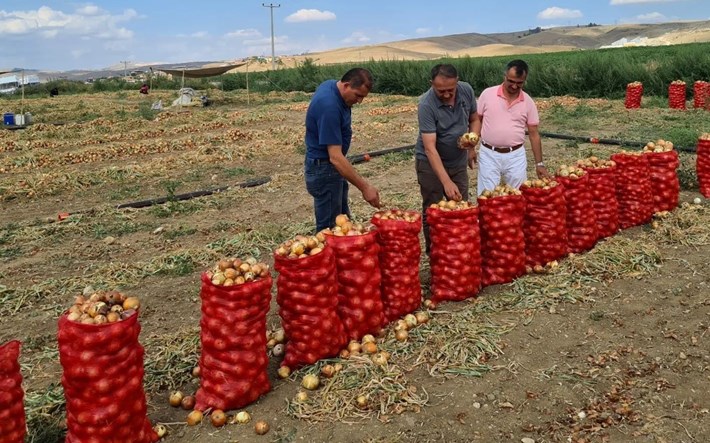 ÇORUM'DA SOĞAN ÜRETİMİ ARTTI KENTTE SULANAN ALANININ ARTMASI ÜRETİCİLERİ SOĞAN YETİŞTİRİCİLİĞİNE YÖNELTTİ ÇORUM, ANKARA'NIN ARDINDAN KURU SOĞAN ÜRETİMİNDE 2. SIRAYA YÜKSELDİ