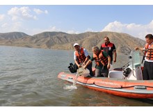 Baraj ve göletlere 900 bin sazan yavrusu bırakıldı