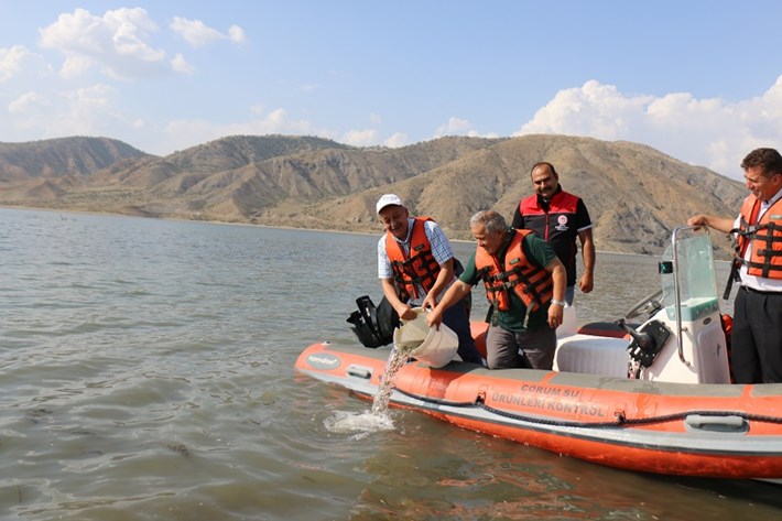 ÇORUM'DA BARAJ VE GÖLETLERE 900 BİN SAZAN BALIĞI YAVRUSU BIRAKILDI
